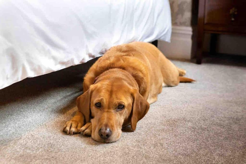 The Stanley Suite 1 Bedroom Apt Dog Friendly Patio Harrogate Luaran gambar